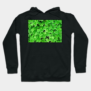 Lavender Farms Study 22 Hoodie